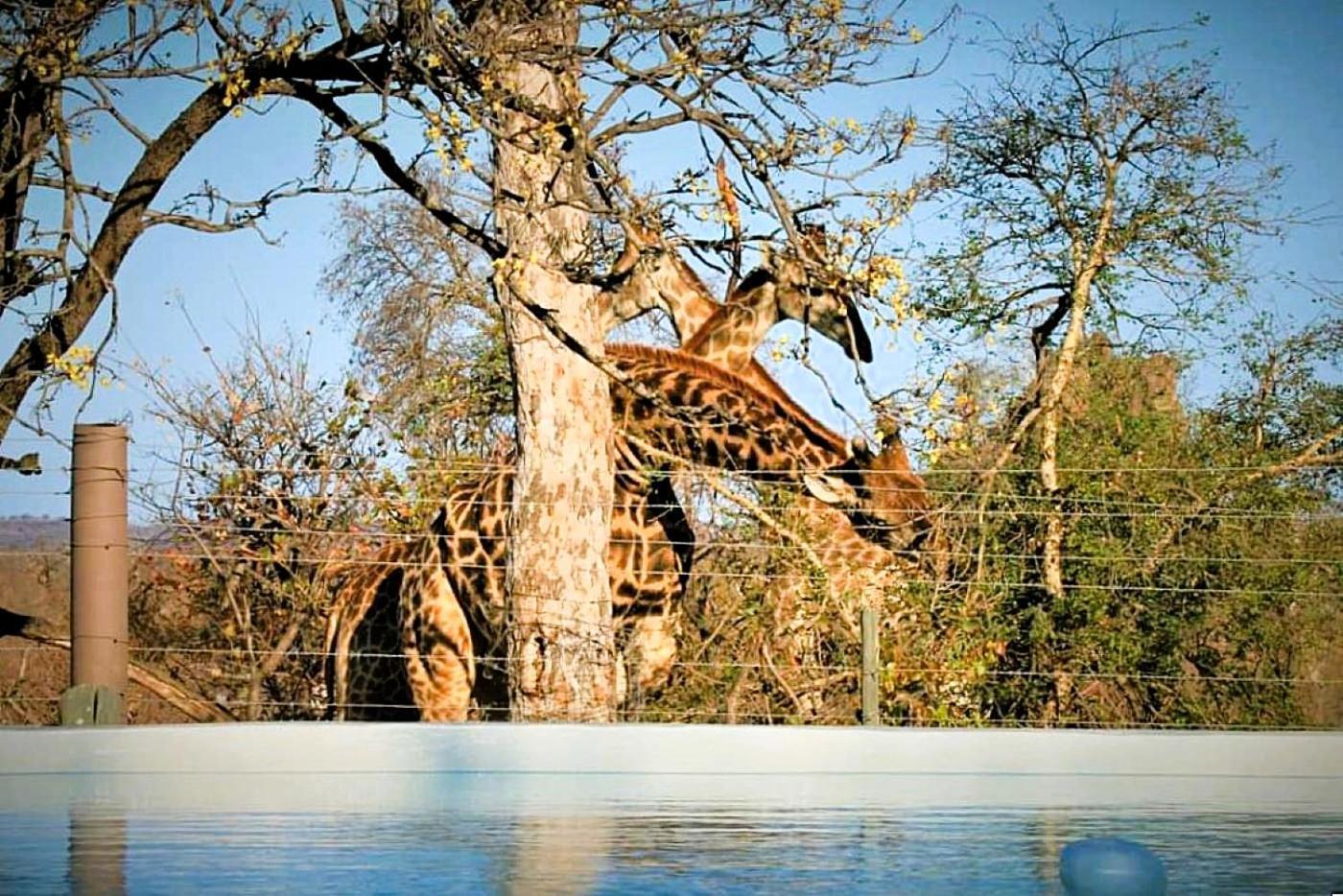 מלון Grietjie Game Reserve Ngalali Retreat מראה חיצוני תמונה